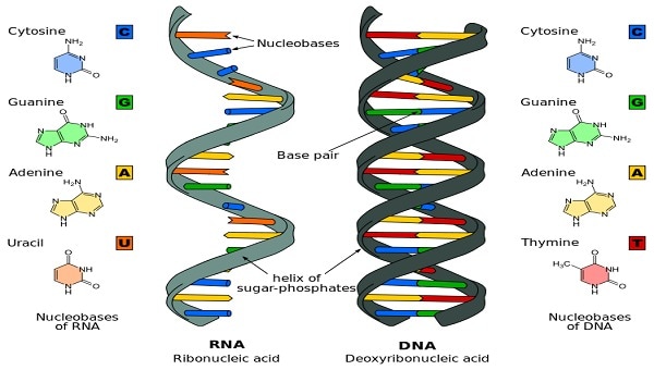 Compare and Contrast - DNA vs. RNA
